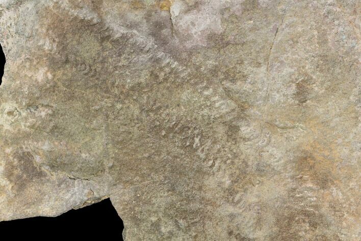 Cruziana (Fossil Trilobite Trackway) - Morocco #118335